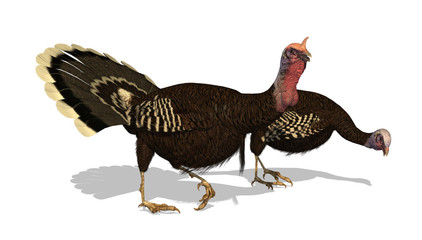 Wild Turkeys - 3D render