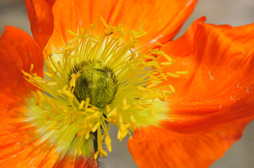 Etamines et pistil d'une fleur jaune et orange de pavot