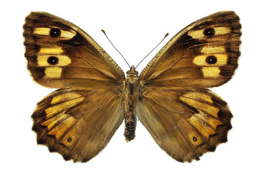 Détourage d'un papillon Agreste - Hipparchia semele
