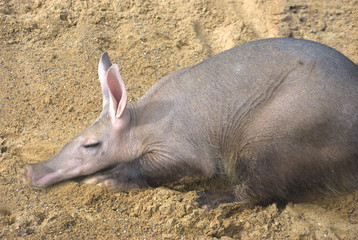 aardvark