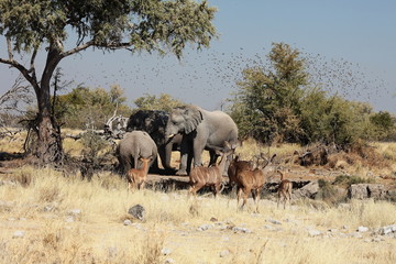 Obraz premium Elefanten und Kudus Etosha Nationalpark