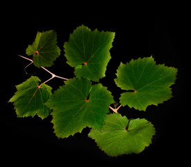 vine twig on black background