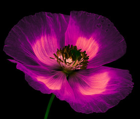 magic flower poppy on black background