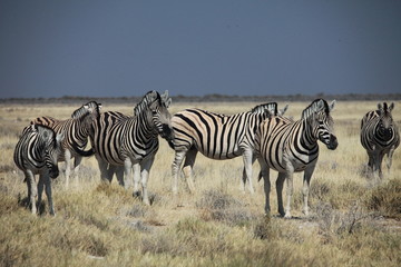 Obraz na płótnie Canvas Zebra Herd w Etosha National Park
