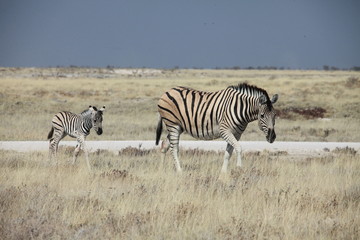 Obraz na płótnie Canvas 2 Zebras im Etosha Nationalpark