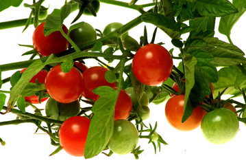 tomates