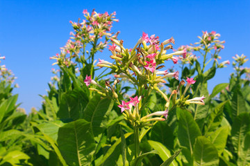 Tobacco plants with leaves, flowers and buds