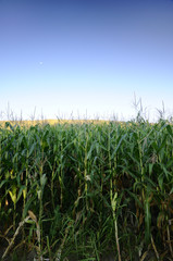 Corn field at dawn