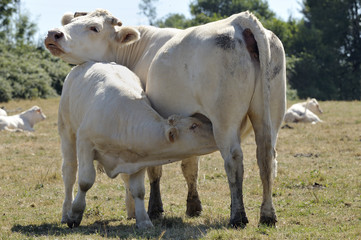 Vaches "La Charolaise"