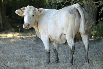 Vache 