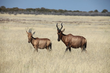 Impala Antilope