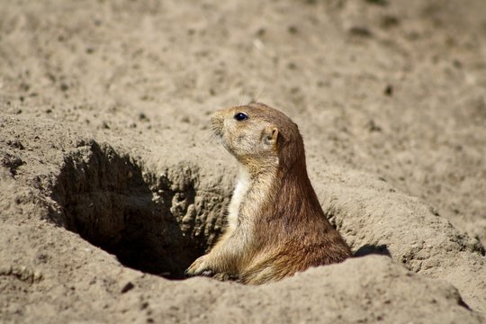 marmot