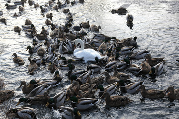 Wildenten Tiergarten
