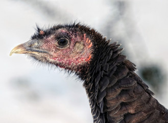 Wild Turkey