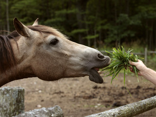 Hand feeding horse
