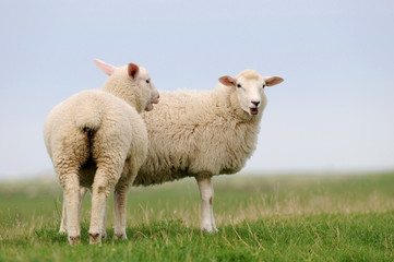 Naklejka na ściany i meble Zwei Schafe