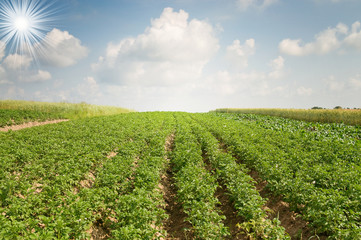 Fototapeta na wymiar Landscape of potato plantation.