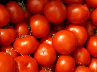 tomatoes