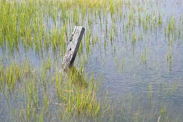 Wetland Conservation