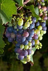 grappe de raisins dans la vigne 5