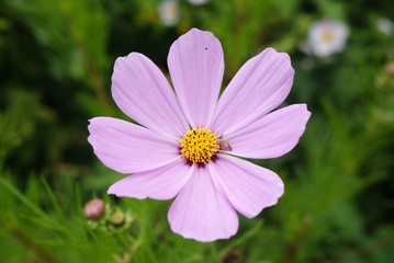 Blumen & Blüten