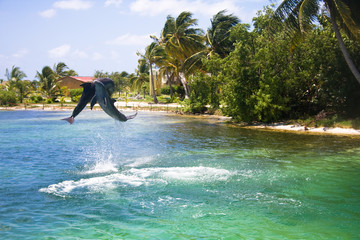 Dolphins in the Caribbean sea