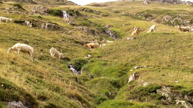 Vache_2