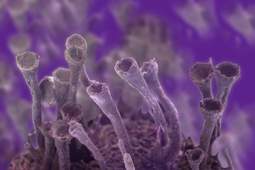 microbe,