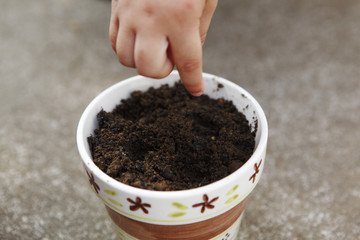 2歳の子の種まき　日本人の手