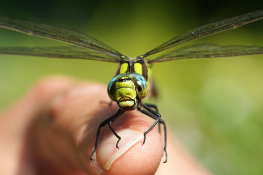 libellule