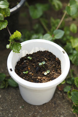 オジギソウの双葉　日本