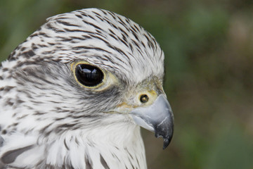 falco sacro