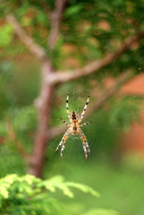 Spiderman V © Jörn Steiner