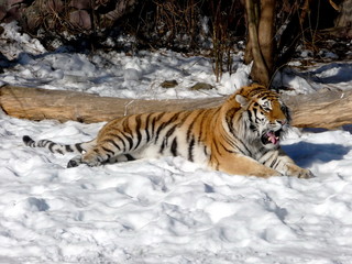 Fototapeta na wymiar Tiger na śniegu