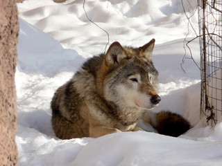 Wolf on snow
