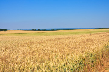 Weizenfeld, cornfield