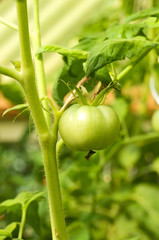 Strauchtomaten