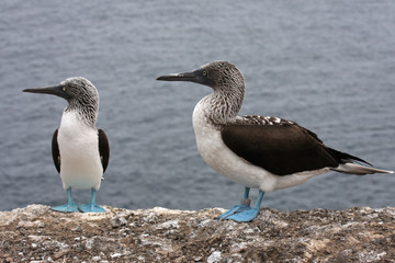 Deux fous aux pieds bleus sur fond de mer
