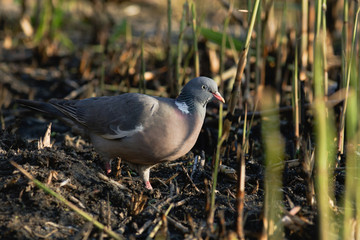 Columba palumbus, Woodpigeon