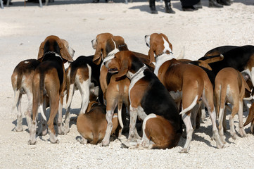 chasse &agrave; courre