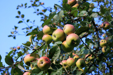 apple tree