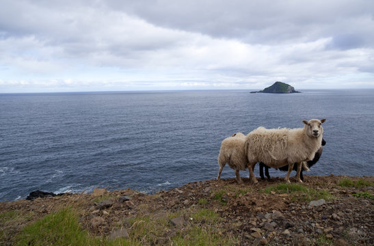 Pecore sul panorama in islanda