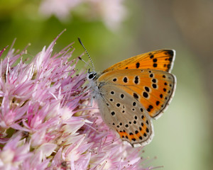 Obraz premium morning