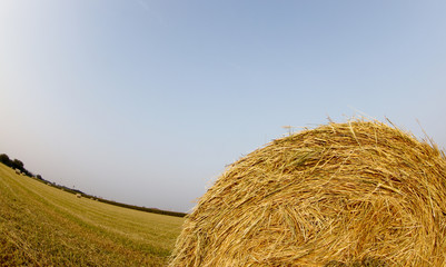 Golden hay bales and clear blue sky in a field of italy