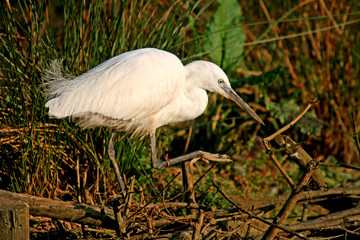 Great White heron, beautiful nature animal photo