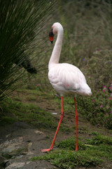 beautiful flamingo portrait