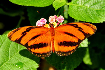 Fototapeta na wymiar Banded Orange Butterfly