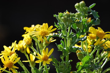 Jakobs-Kreuzkraut (Senecio) Giftpflanze