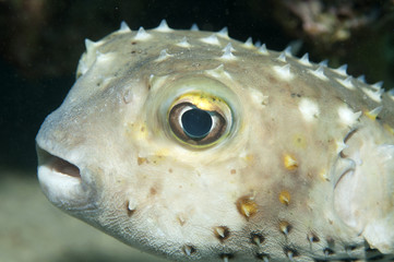 pufferfish