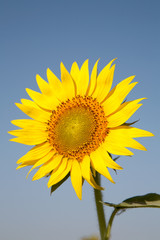 Naklejka premium big yellow sunflowers.